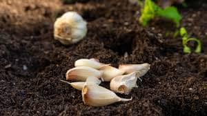 посадка озимого чеснока